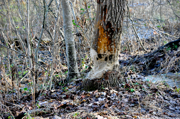 evidence of a beaver